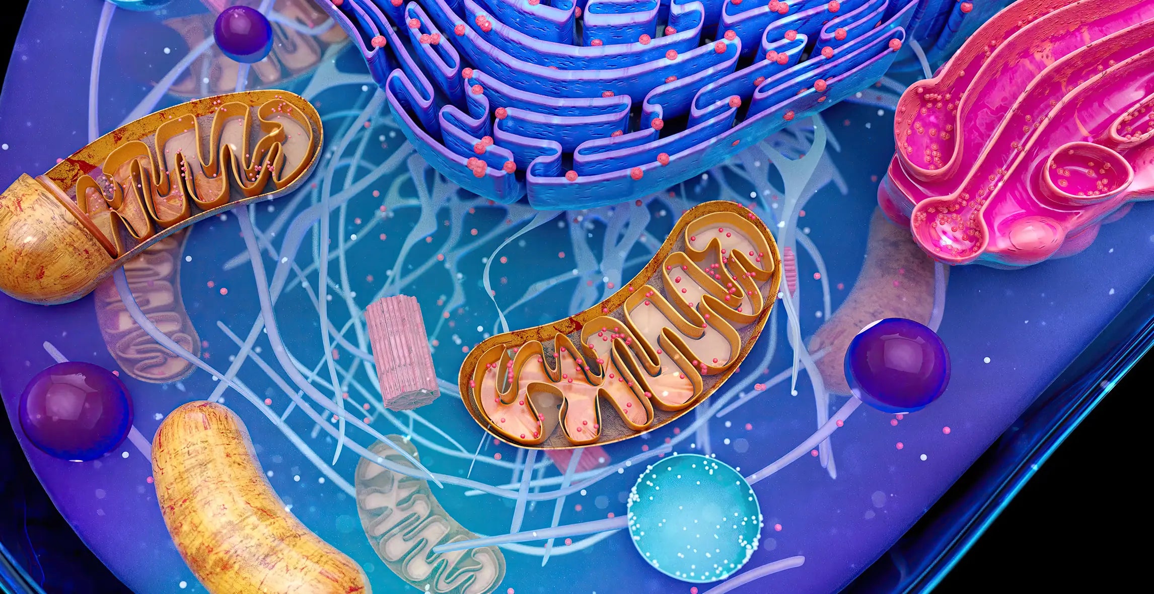„Quiet quitting" dla mitochondriów – dlaczego komórki energetyczne „odchodzą na emeryturę" i jak temu                 zapobiec