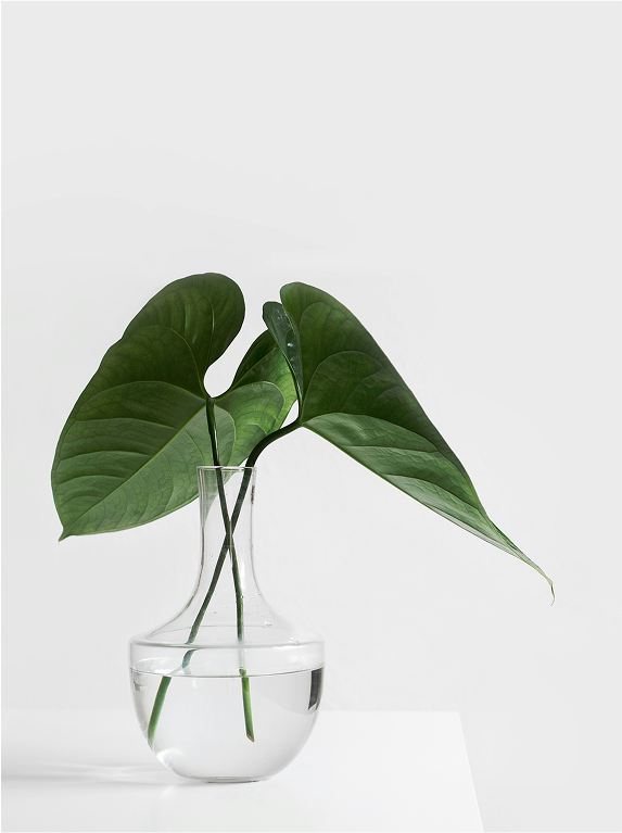 Zielona roślina w szklanym wazonie